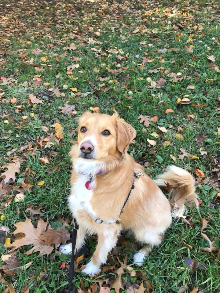 Baltimore Dog Walking Luv My Pet