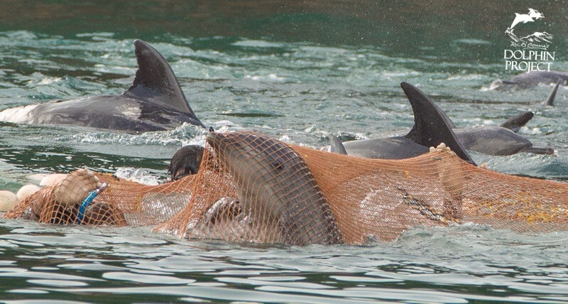 Photo Courtesy of the Dolphin Project