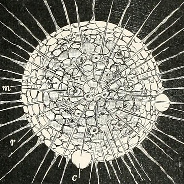 Bacteria.jpg