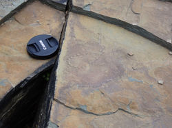 Cambrian bioturbation from Normandy, France