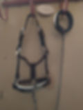 Mini Show Halter