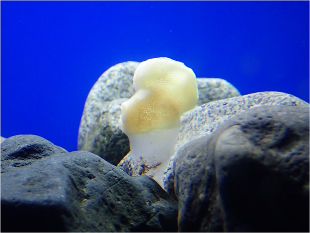 how do glass sponges move how do glass sponges move