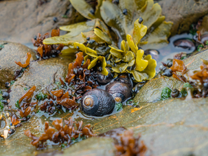 Meet the Critters: Black Turban Snail