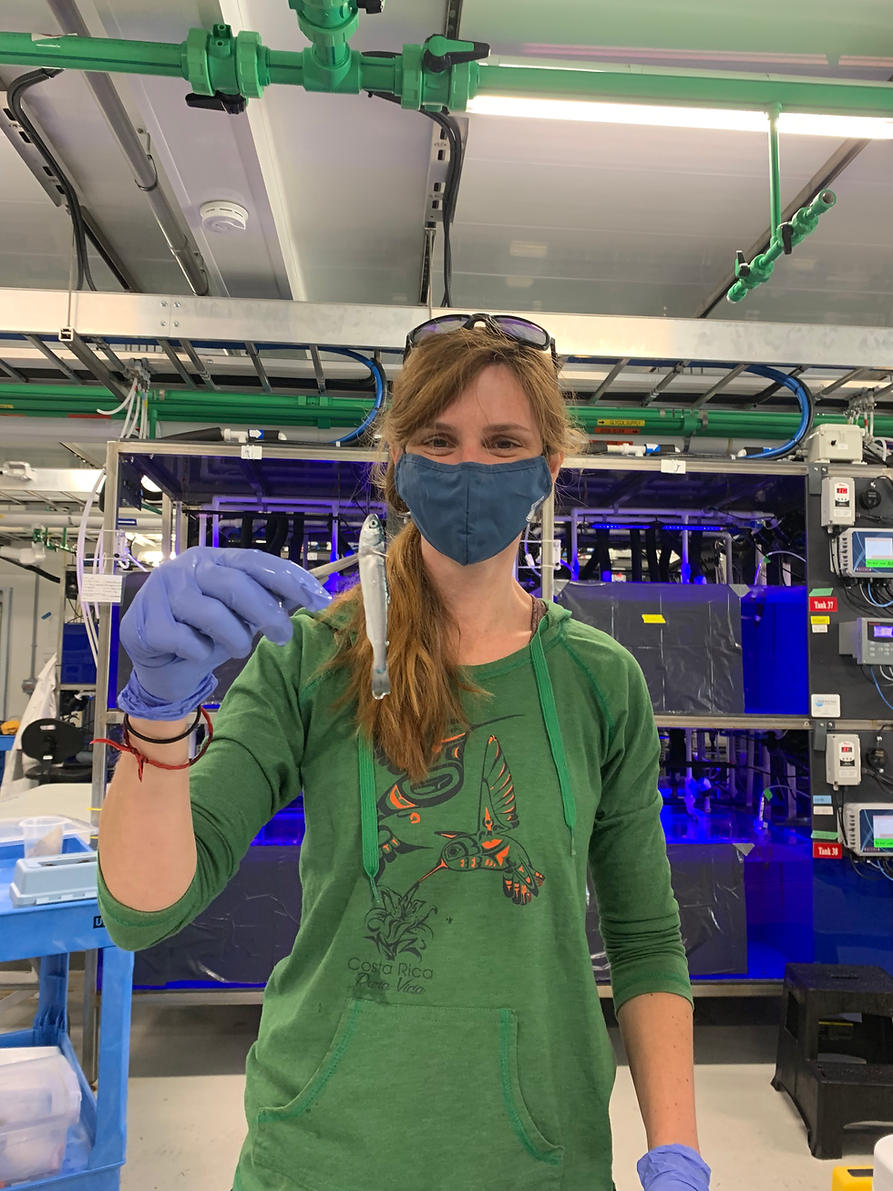 Woman with long hair wearing mask holds juvenile chum salmon up for camera using tweezers. She is standing in front of a tank in an indoor aquatic laboratory.