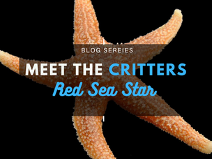 Meet the Critters: The Atlantic Red Sea Star