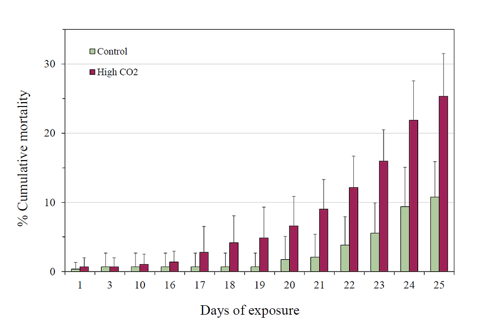 A bar chart showing two experimental treatments (control and High CO2). Y axis = % Cumulative mortality, x axis = days of exposure. The High CO2 treatment shows 3 times higher mortality, beginning as early as day 10. By day 25, control % cumulative mortality is ~10 - 11%, whereas High CO2 treatment cumulative mortality is ~25%.
