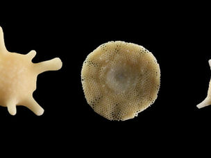 Meet the Critters: Foraminifera