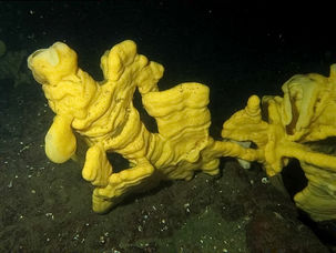 Meet the Critters: The Cloud Sponge