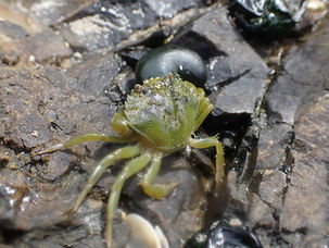 Meet the Critters: European Green Crab