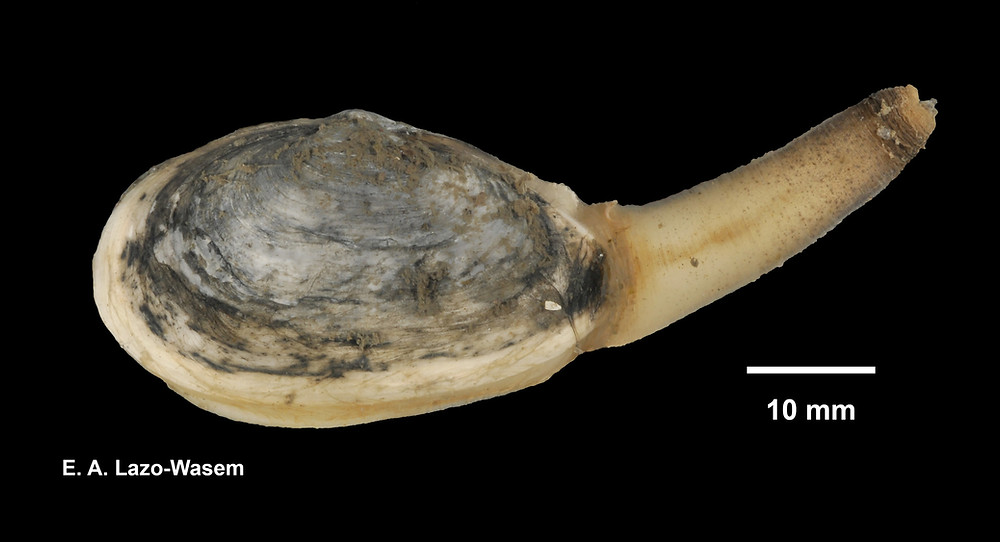A Softshell clam lies against a black background with its siphon extended. A scalebar representing 10mm shows the clam to be approximately 50mm in length