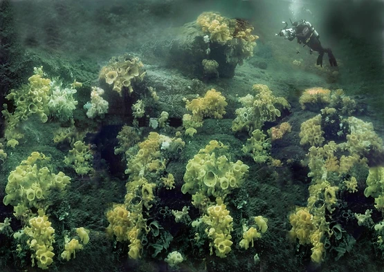 An underwater image of a large glass sponge reef with a scuba diver for scale (diver is smaller than one mound, and at least ten mounds are visible in the picture).