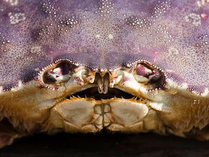 Meet the Critters: Dungeness crab