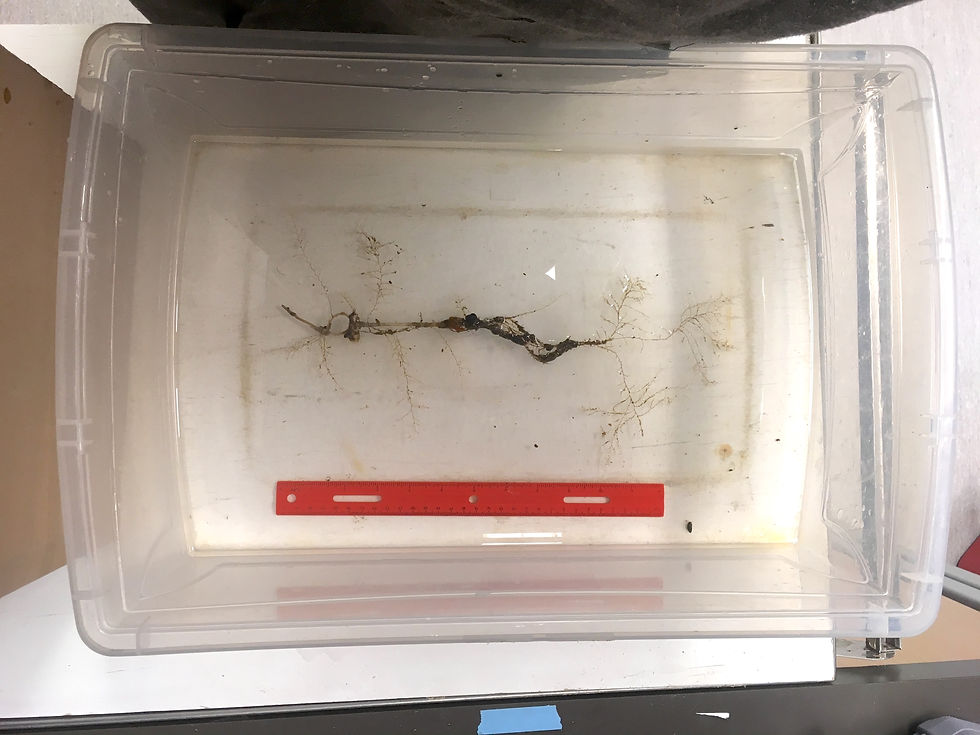 An example of a less bushy hydroid clump (fewer branches off main stalk)
