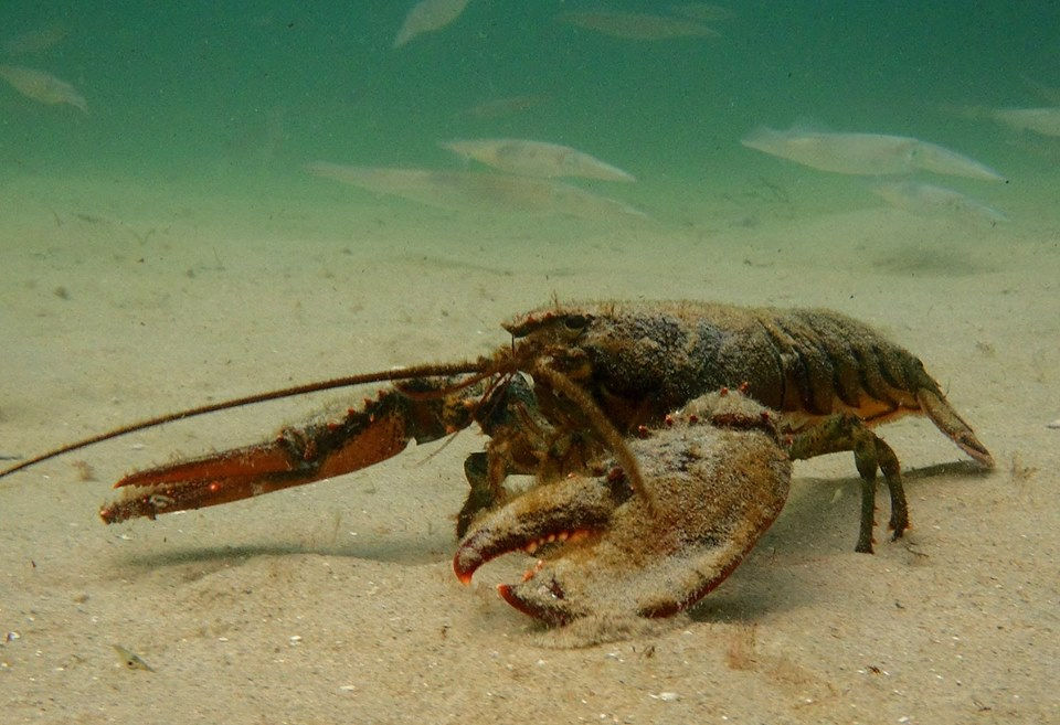 Investigating effects of climate change on American lobsters at the St
