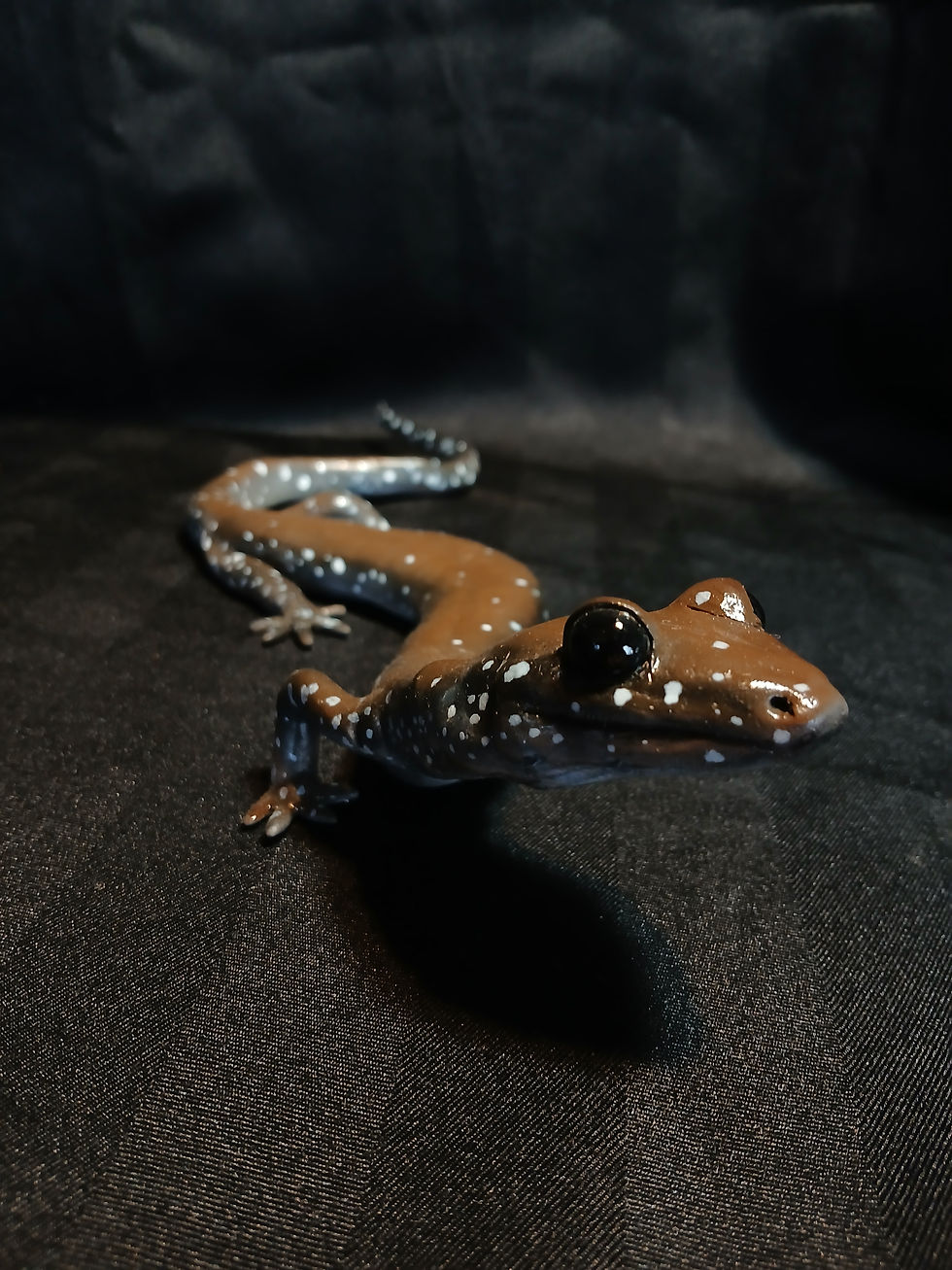 Thumbnail: (Plethodon petraeus)