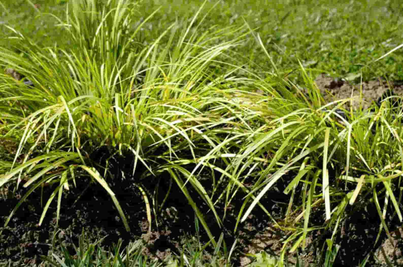 Acorus gramineus ‘Licorice’