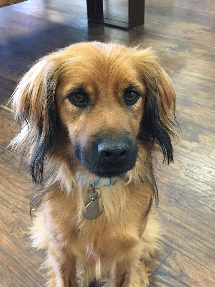 The extra special ones why dog rescue makes you lose your mind and