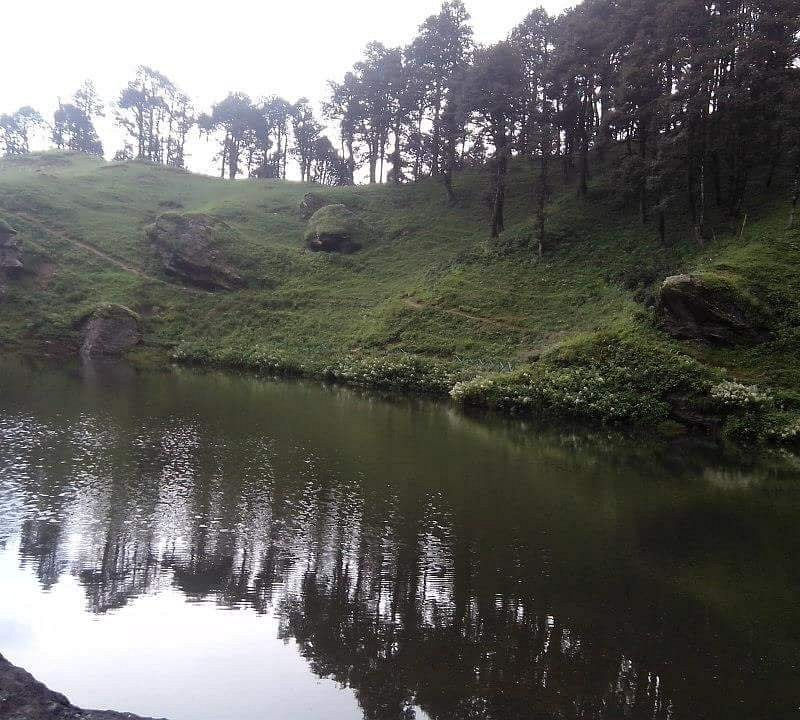 Jhibli kullu