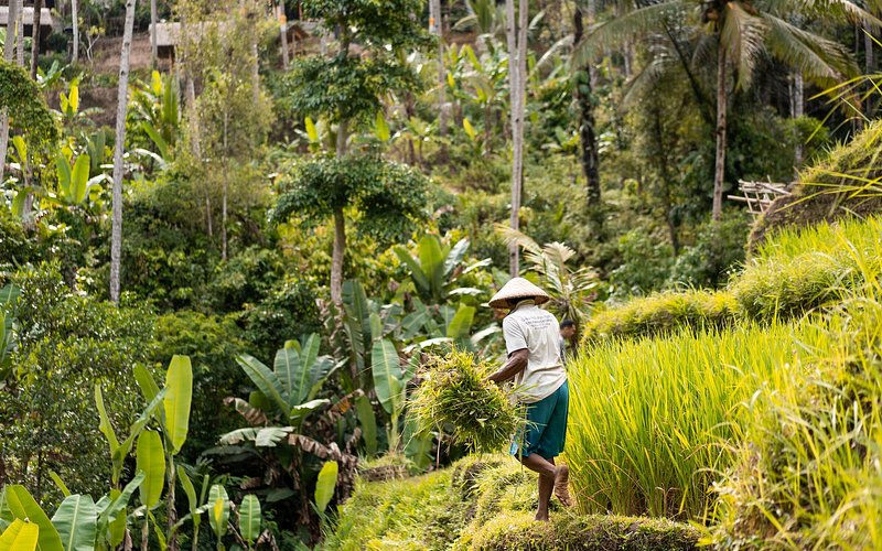 Thumbnail: ubud bali
