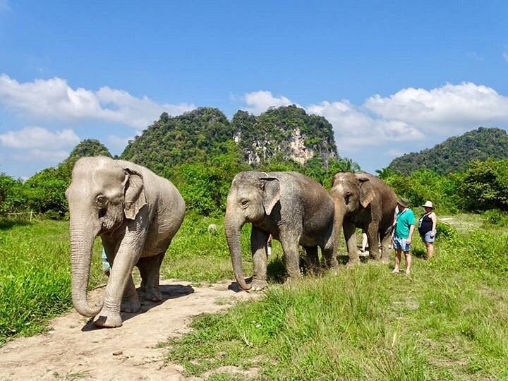Imej kecil: elephant sanctuary krabi