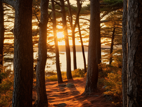 Tree Magick Meditation
