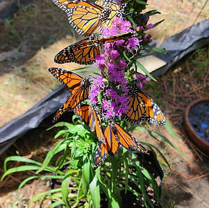 Photo of Monarch on Purple flowering plant_edited_edited.jpg