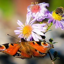 Butterfly_edited.jpg