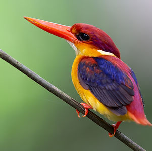 Oriental Dwarf Kingfisher also known as the Rufous-backed Kingfisher is one the most colou
