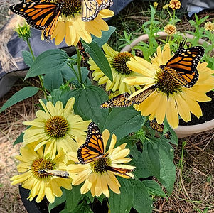Photo of Monarchs on Yellow flower.jpg
