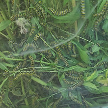 Photo of larva in trough.jpeg