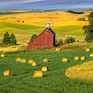Barn in a farmland field. Hay on farmland near barn.jpg