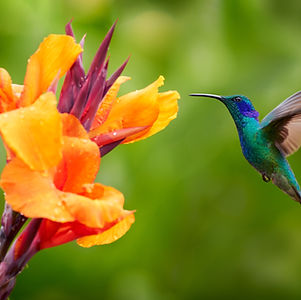Hummingbird with orange flower - flight. Green Violet-ear, Colibri thalassinus, hummingbir