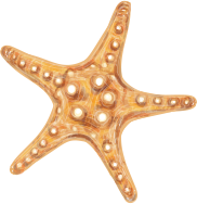 Starfish 3.png
