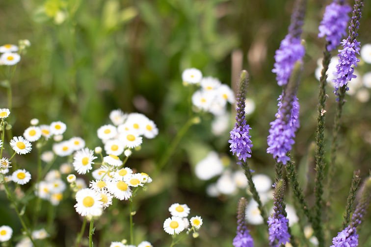wildflowers