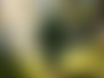 Field Notes from the Forest: A Dabsquatch Guide to Washington Terpenes