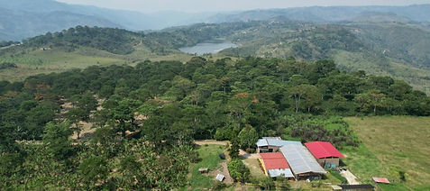 Cafe de Pitalito Huila  Colombia