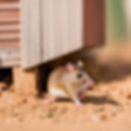 rat under a mobile home in Florida