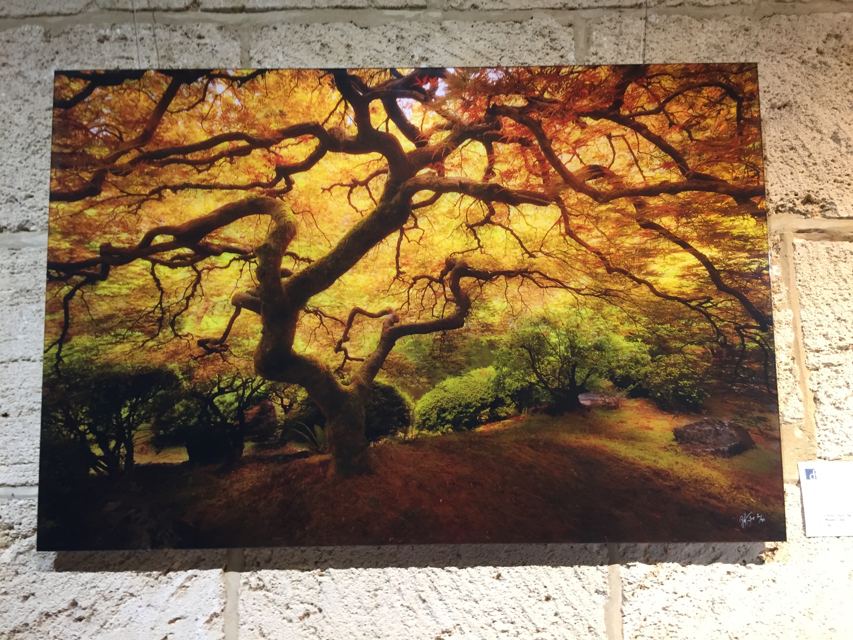 Japanese Maple Tree