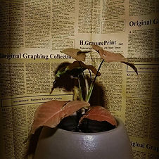 recommended product_petrichor.jpg