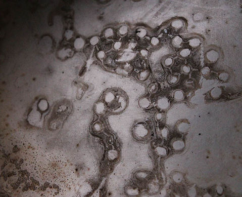 In the Pot by Jen Herzig Smith. Organic ink in the pot process. Photograph, 2021.