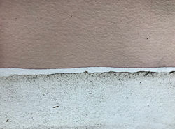 Daily75_ashdahlias_4