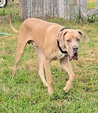 GREAT DANE PUPPIES
