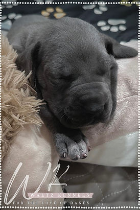 Great Dane Puppy In Texas