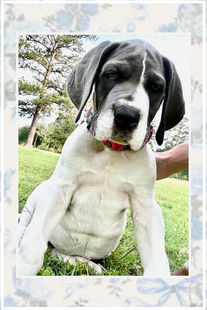 Piebald Great Dane