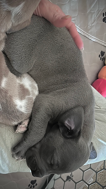 Great Dane Puppy In Texas