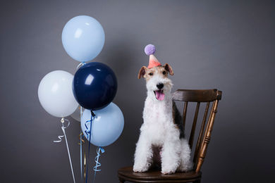 スタジオペットフォト