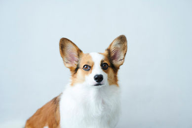 シンプルペットフォト