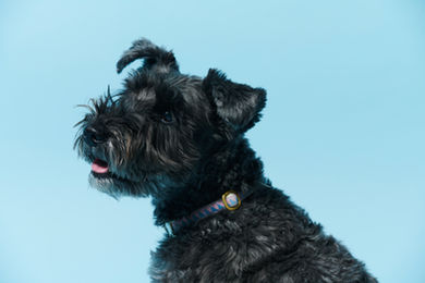 背景水色スタジオペットフォト