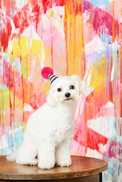 ペイントペットフォト