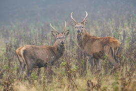 Alan Sharp - Deer in the Mist